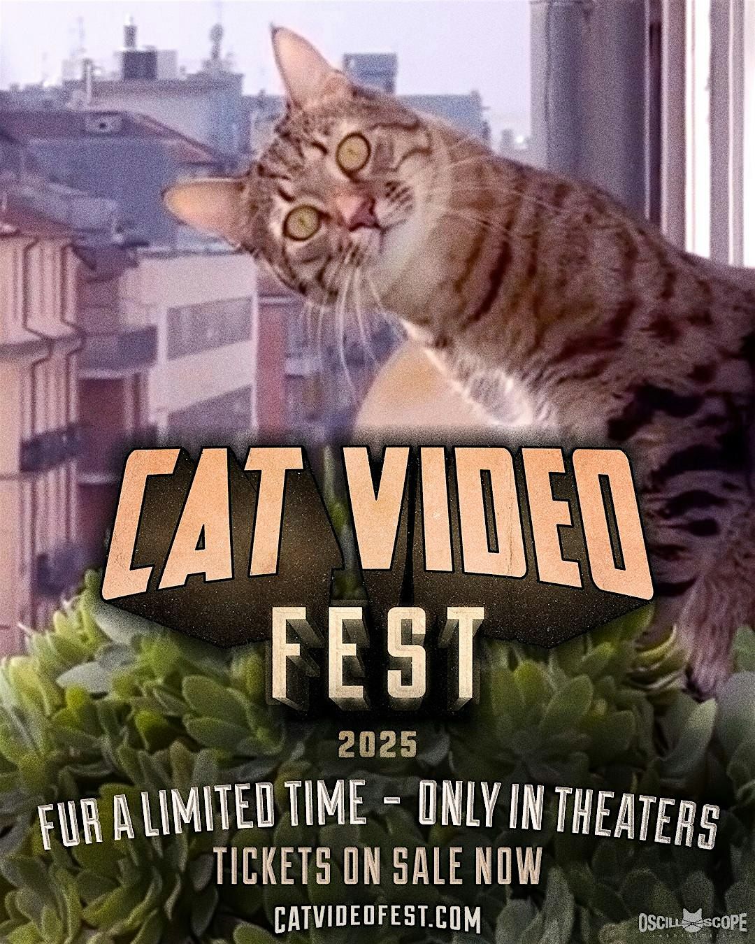 CAT VIDEO FEST 2025