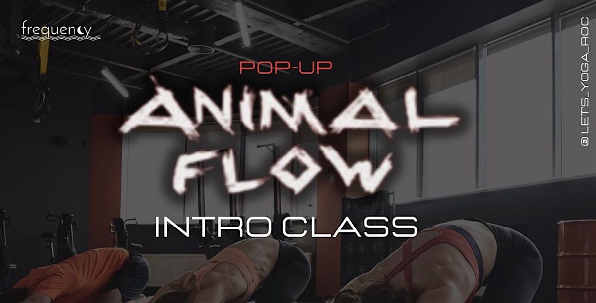 ANIMAL FLOW  intro class