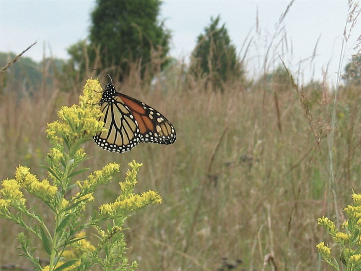 Serpentine Barrens Tour at Serpentine & Willisbrook Preserves