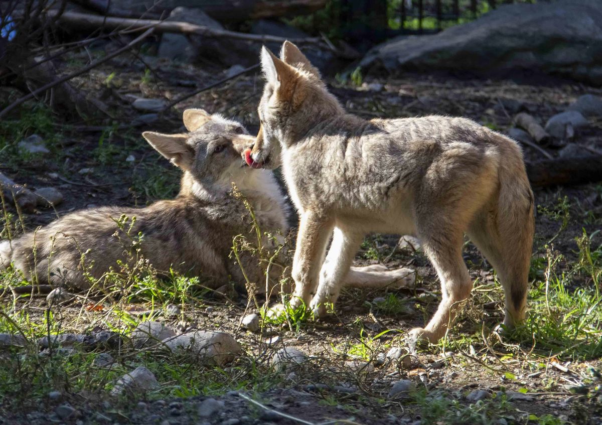 Summer Camp: Howls & Growls