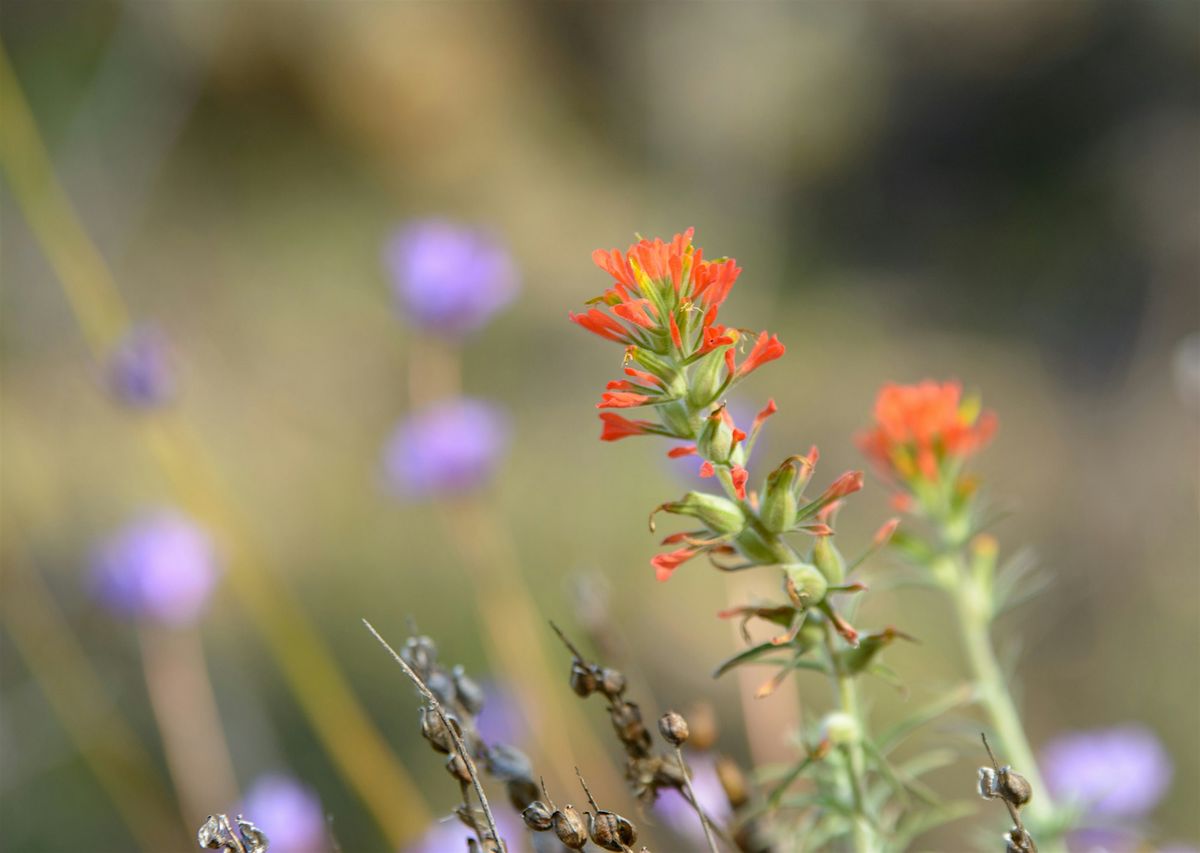 The Power of Native Gardens