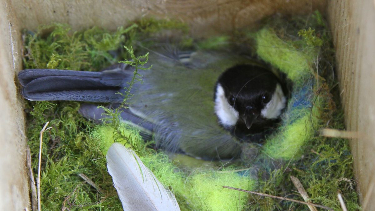 February half term: Build a bird box