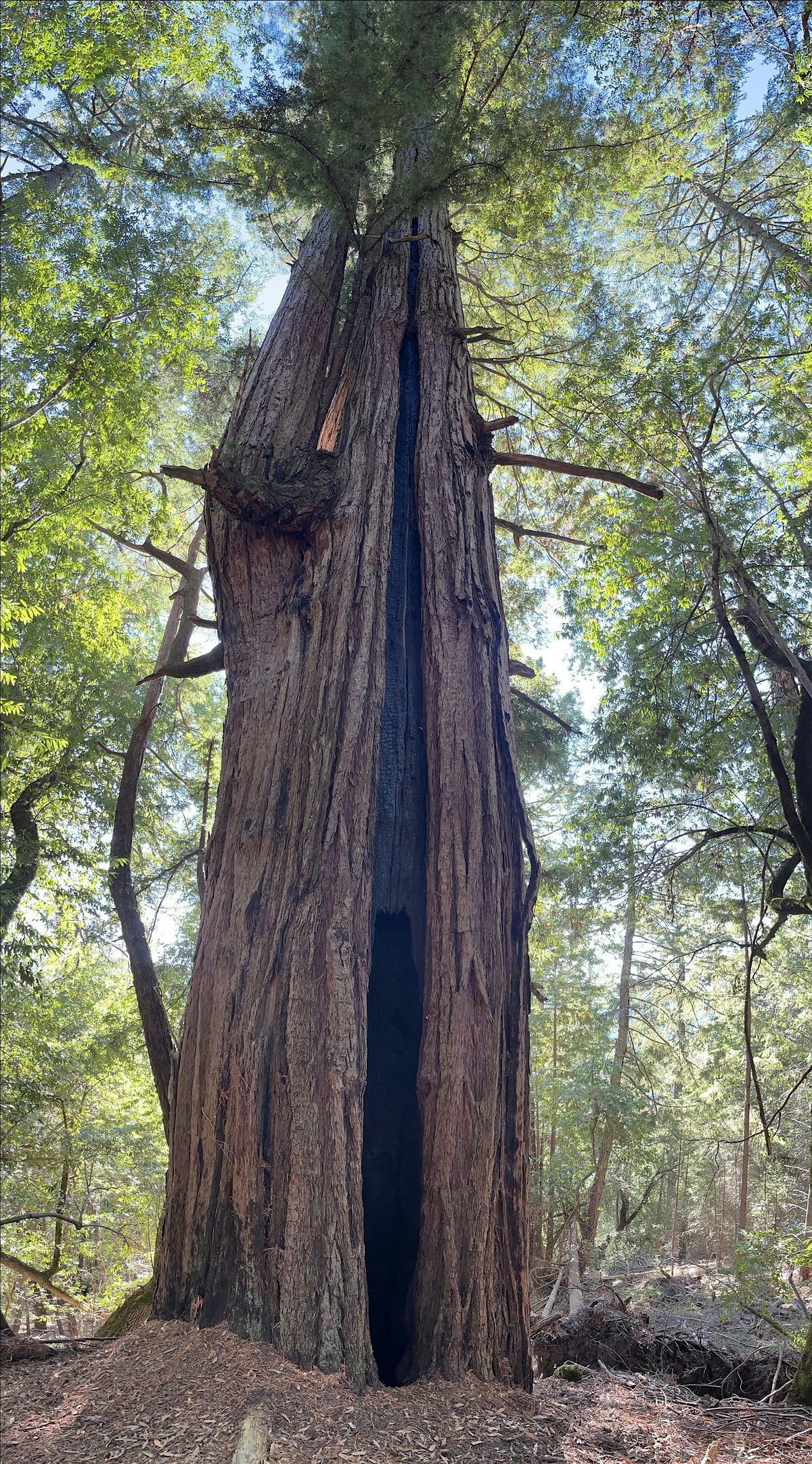 Ancient Redwoods at Jenner Headlands Preserve