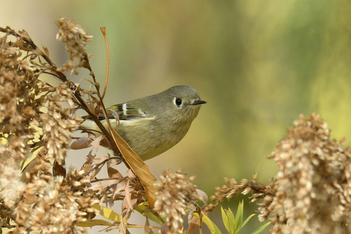 Wednesday Birders: Kathryn Albertson Park