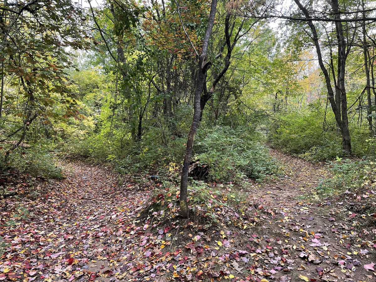 Hampton Town Forest Clean Up