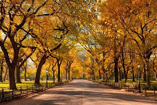 Crimson & Gold Central Park Walk