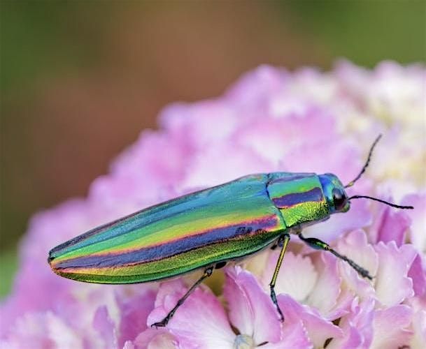 Jewel Beetle Pinning