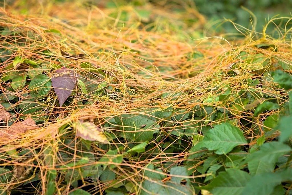 Invasive \/ Nuisance  plants and pests in central Florida