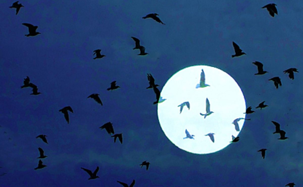 Dark Skies: Lights Out for Migratory Birds