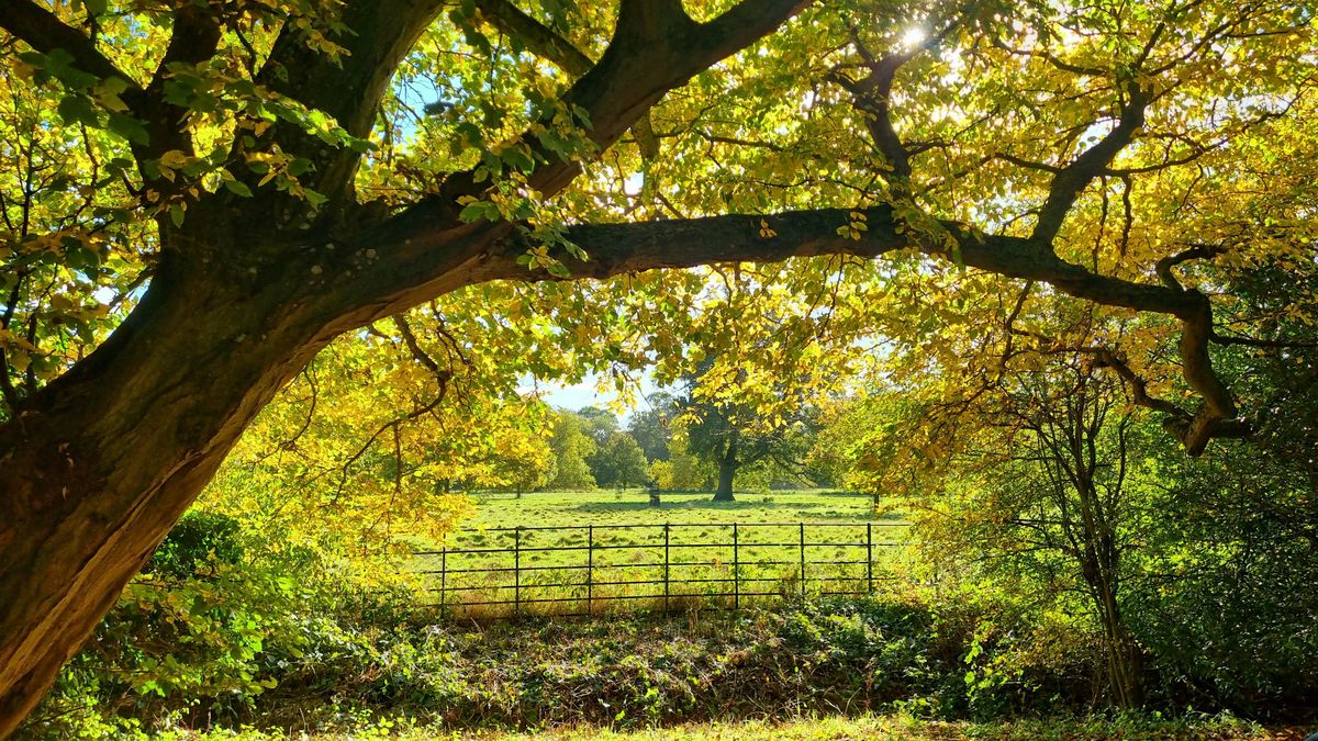 Free Forest Bathing + Session: nature based mindfulness to deeply relax