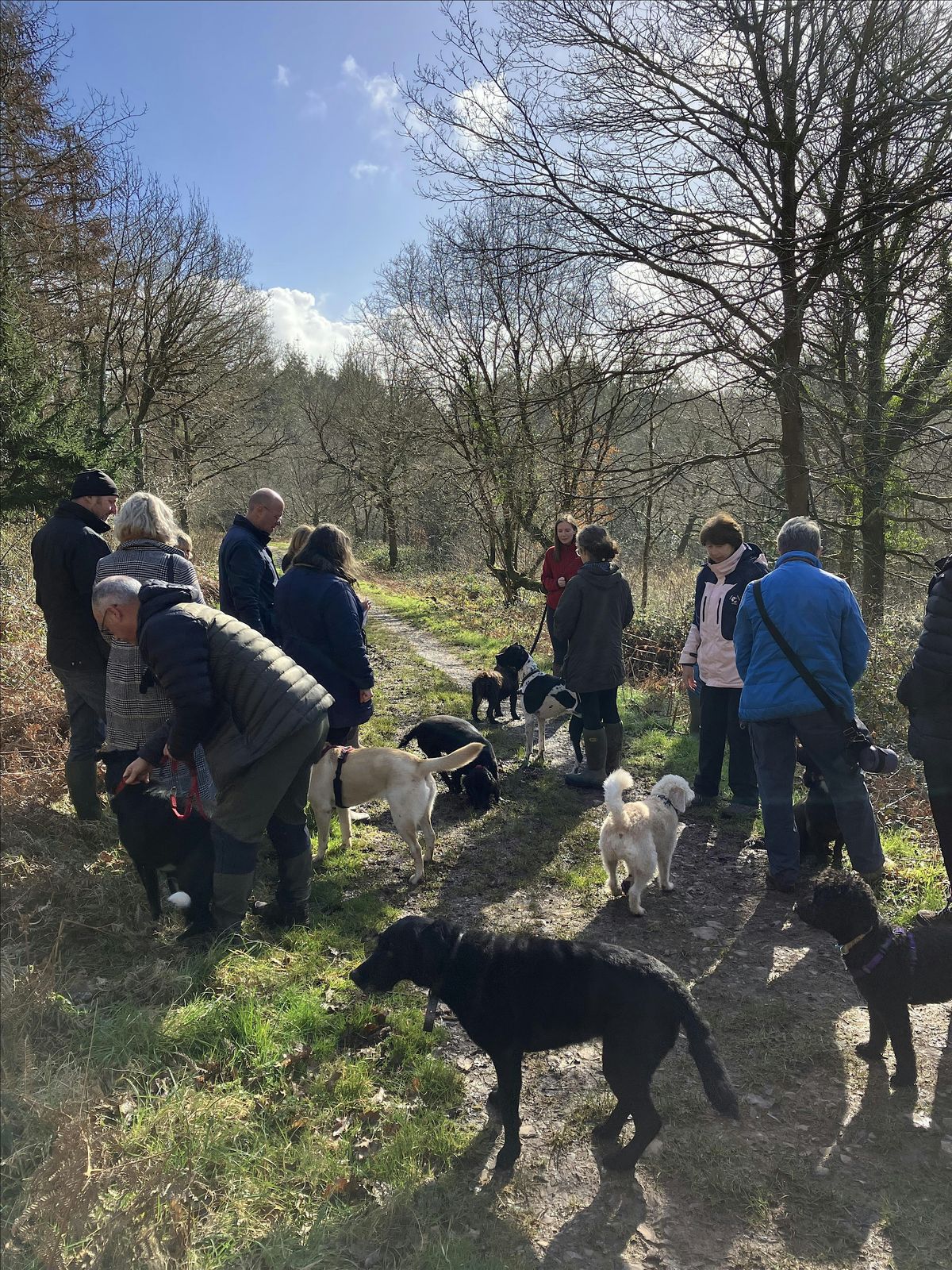 Waggy Walk at Danes Wood, near Killerton