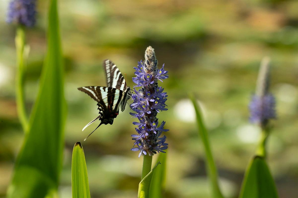 Stillness & Light: Nature Photography & Mindful Poetry w\/ Inja 8\/21 at 6pm