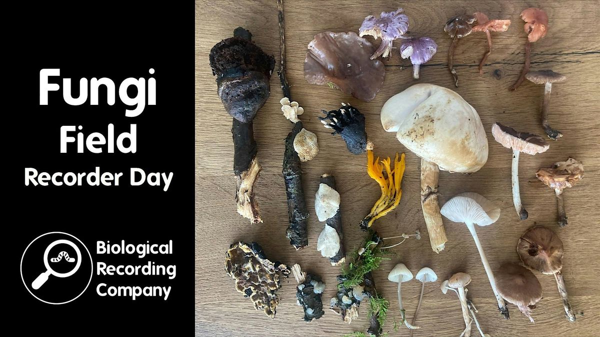 Fungi Field Recorder Day