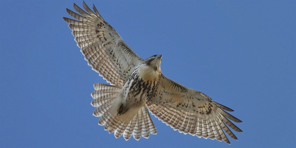 Migratory Bird Day Walk (Ages 8+)