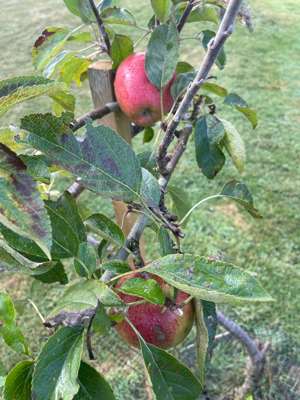 Wassailing at the Clevedon Community Orchard