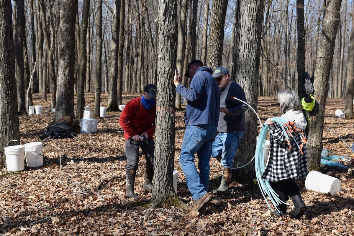 Maple Tree Tapping and Worker's lunch