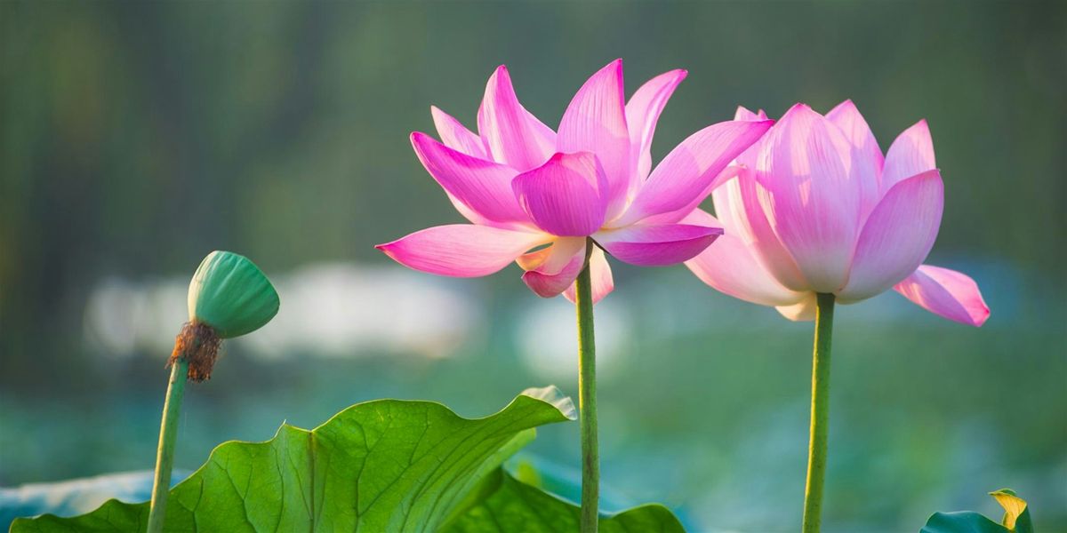 Meditate on Gratitude (Free Class)