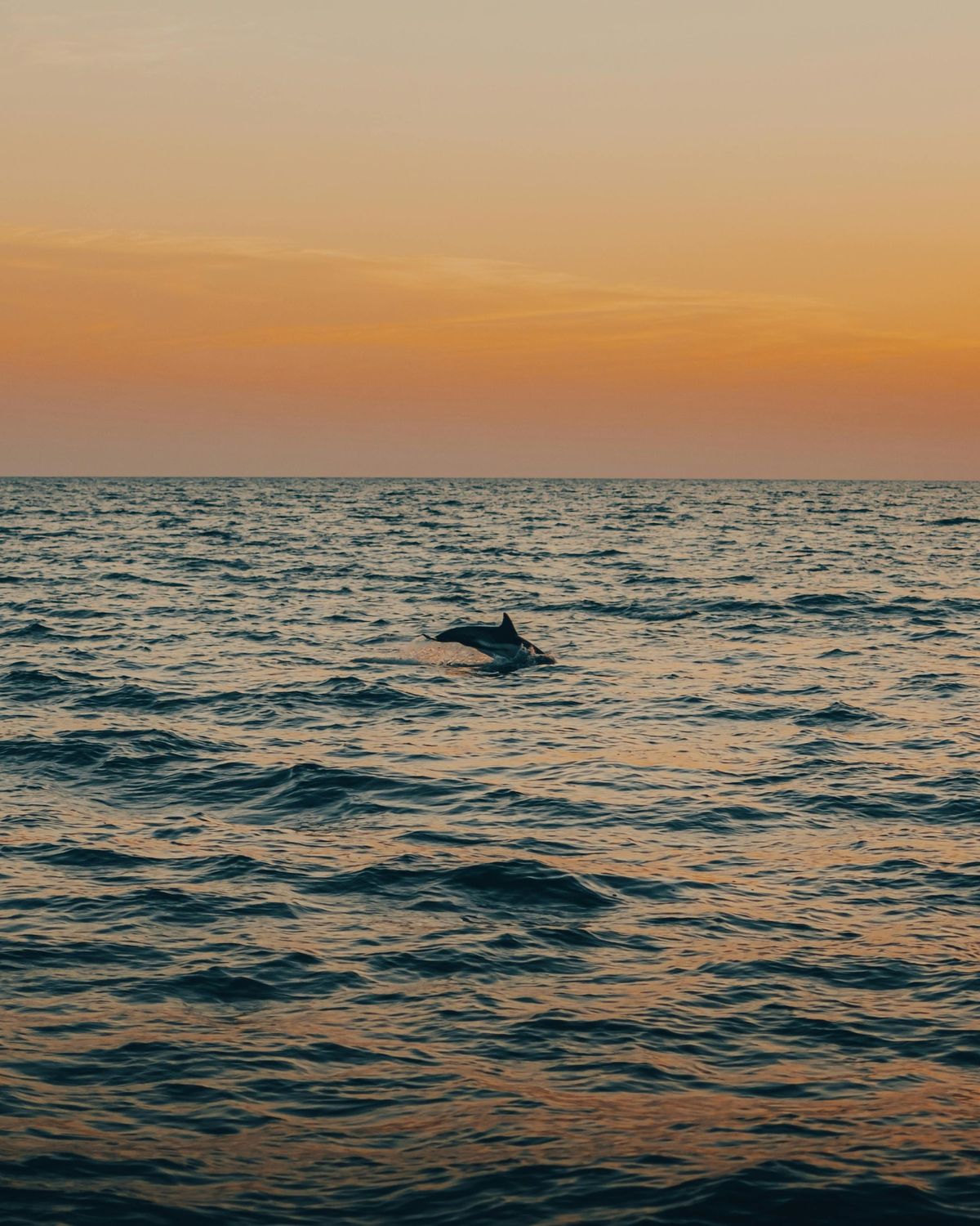 Boat Tour: Dolphin Sunset Cruise