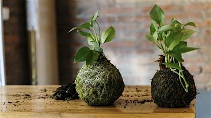 Kokedama Workshop