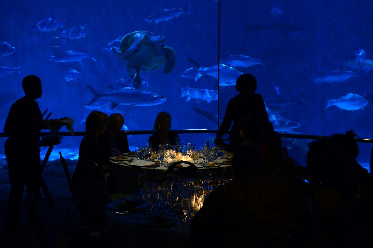 Dine with the Sharks