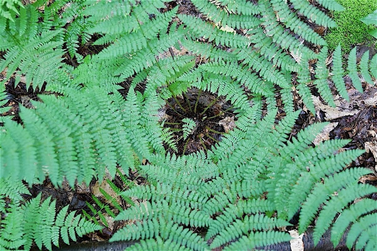 Fern Identification 101: Evergreen and Tardy Ferns