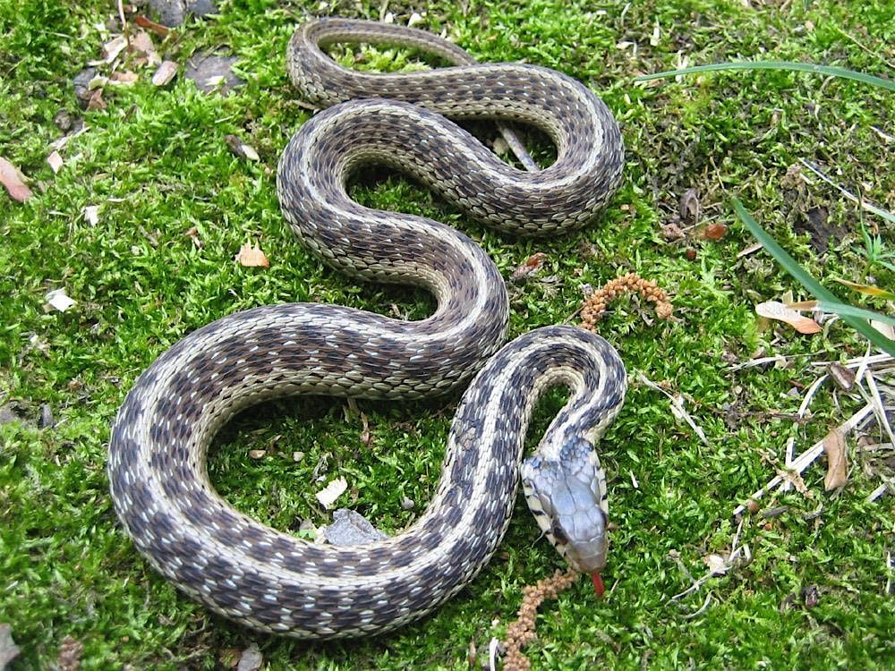 Mysterious Native Snakes of Florida