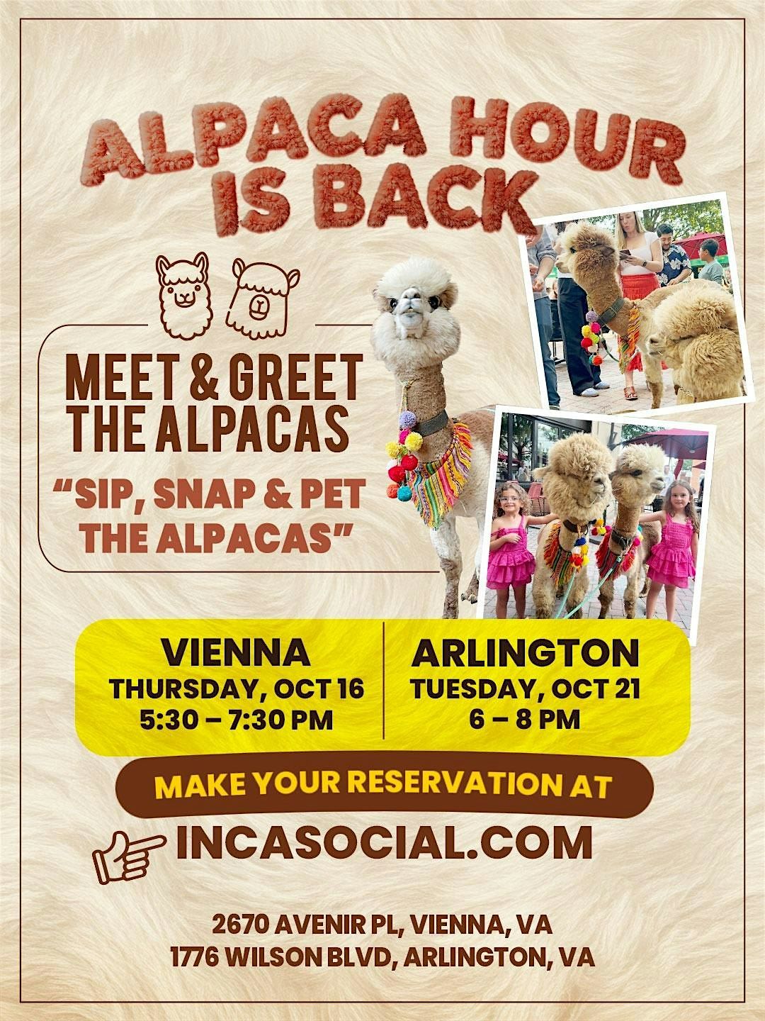 Alpaca Hour at Inca Social \u2013 Arlington