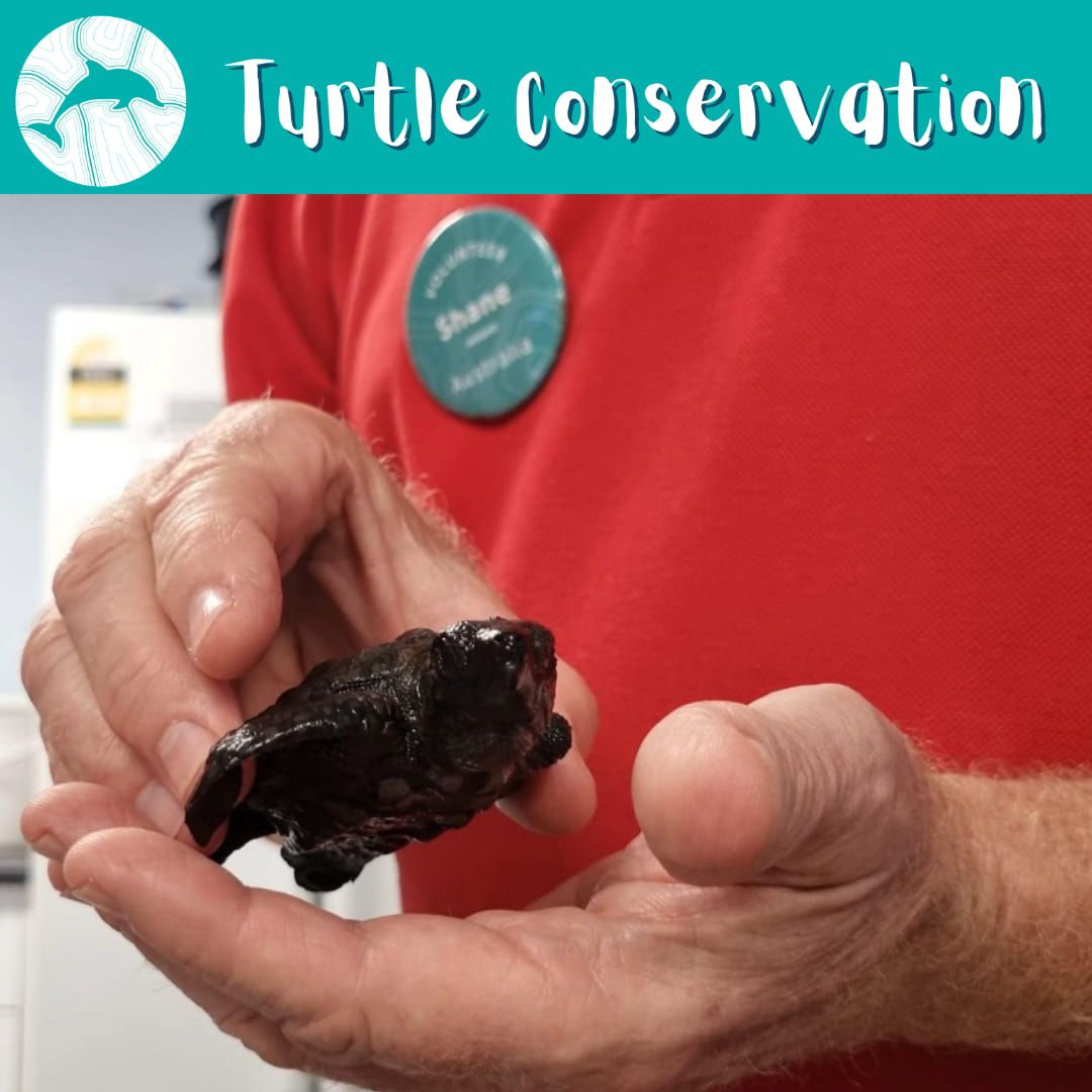 Turtle Conservation \ud83d\udc22 - School Holiday Program