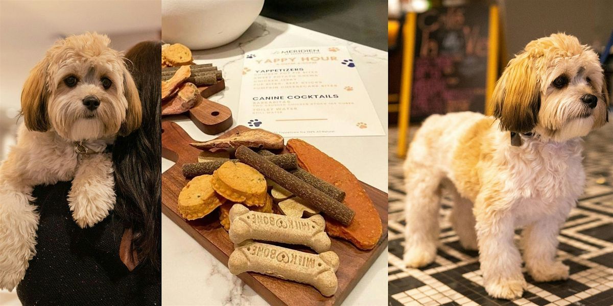 Yappy Hour at Le Meridien St. Louis Clayton