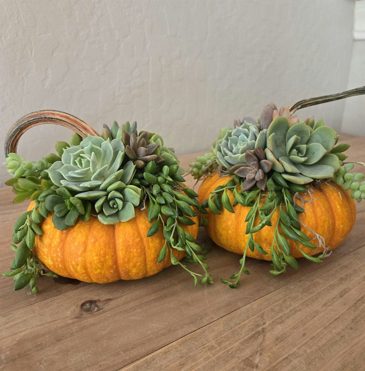 Hands-On Wine and Crafts: Pumpkin Succulent with Villa Succulents