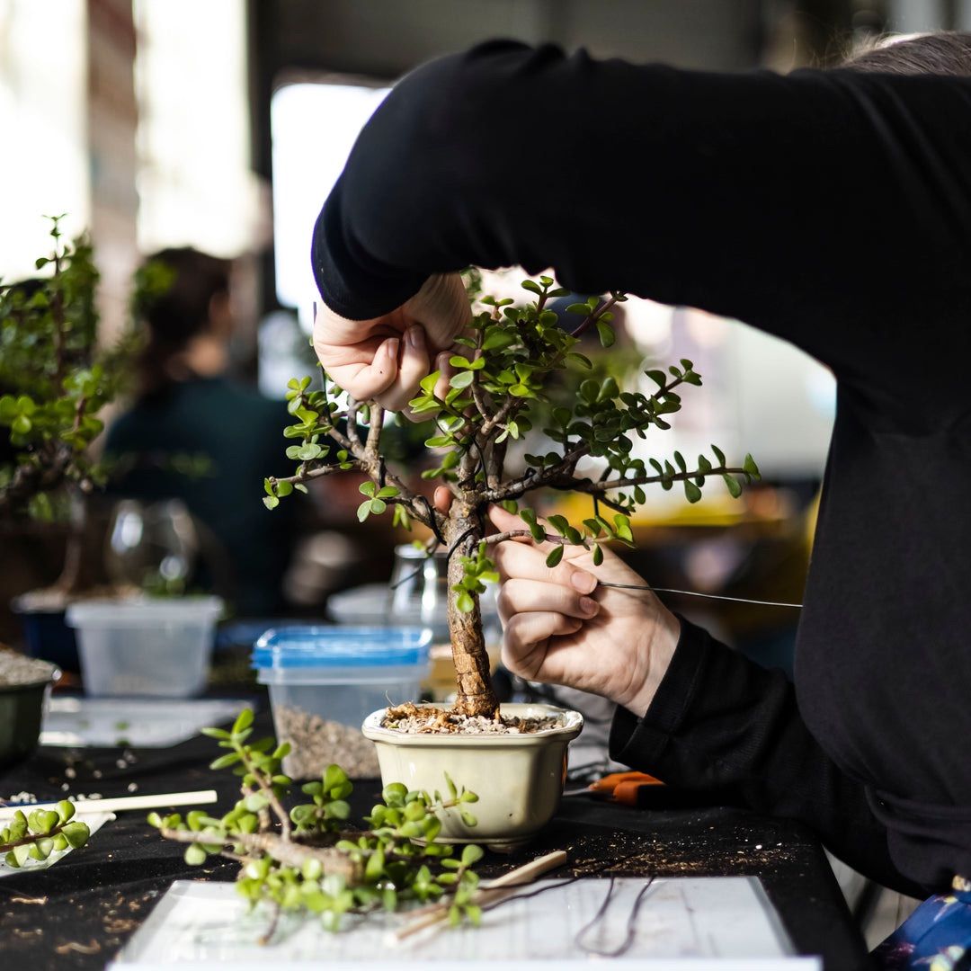 Bonsai Bar at Bright Ideas Brewing 