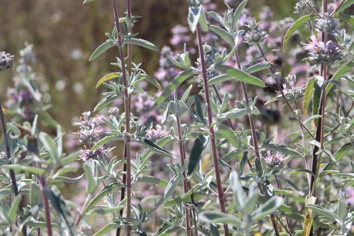 Harmon Canyon Plant Walk