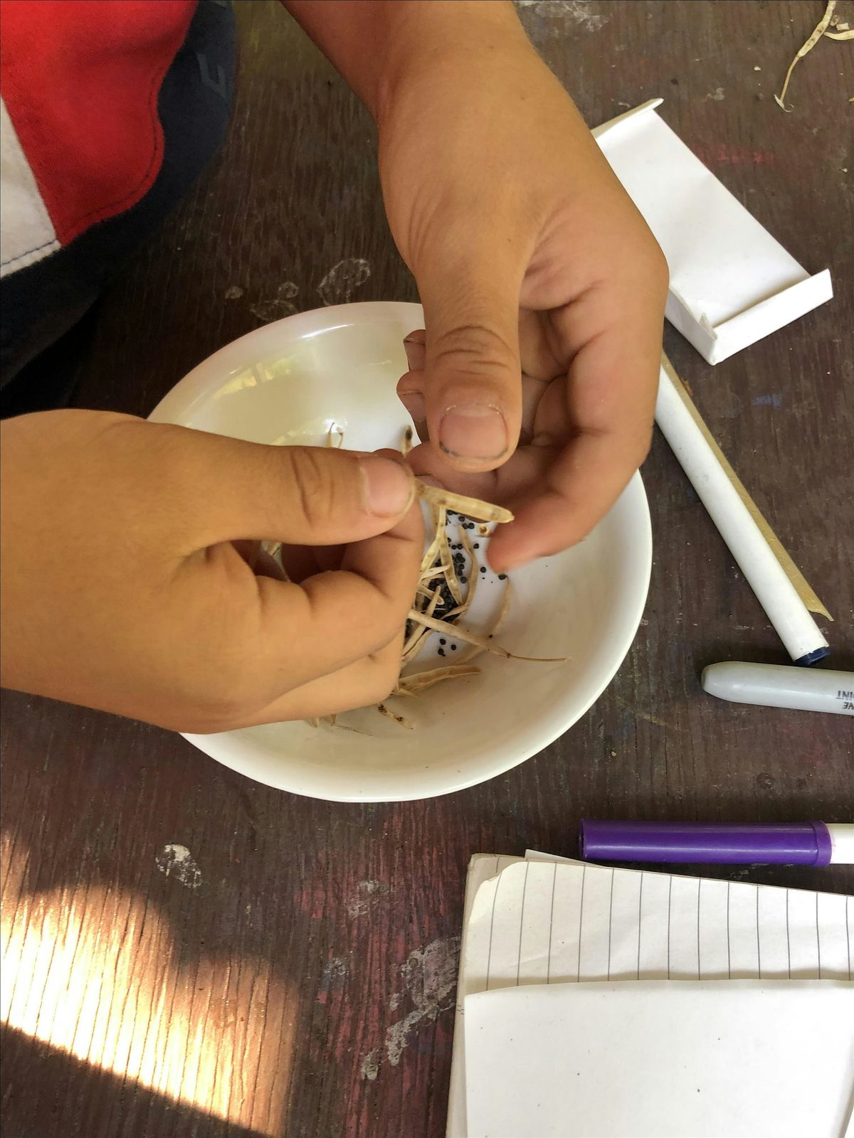 Seeding Futures: Seed Saving Workshop
