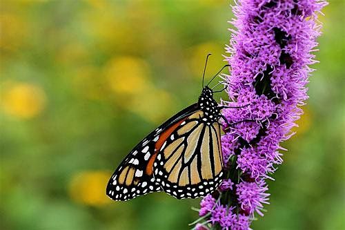 Extension Master Gardener Volunteer - Chatham Information Session