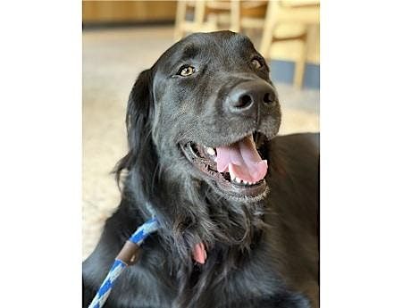 Read to a Therapy Dog!