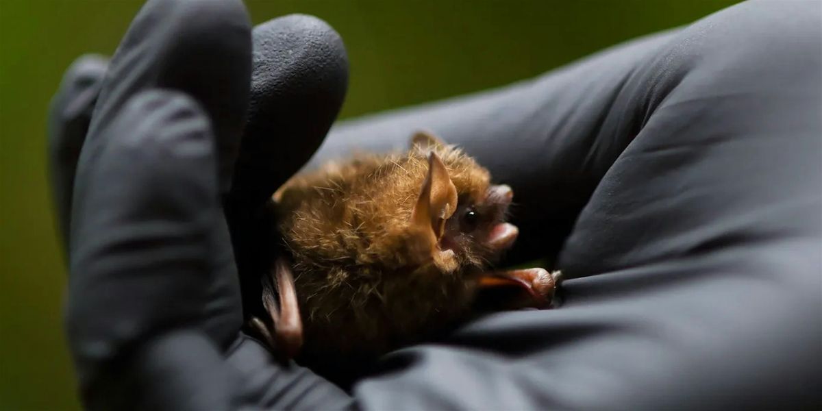 November First Saturday Open House: Spooky Creature Feature\u2014Bats!