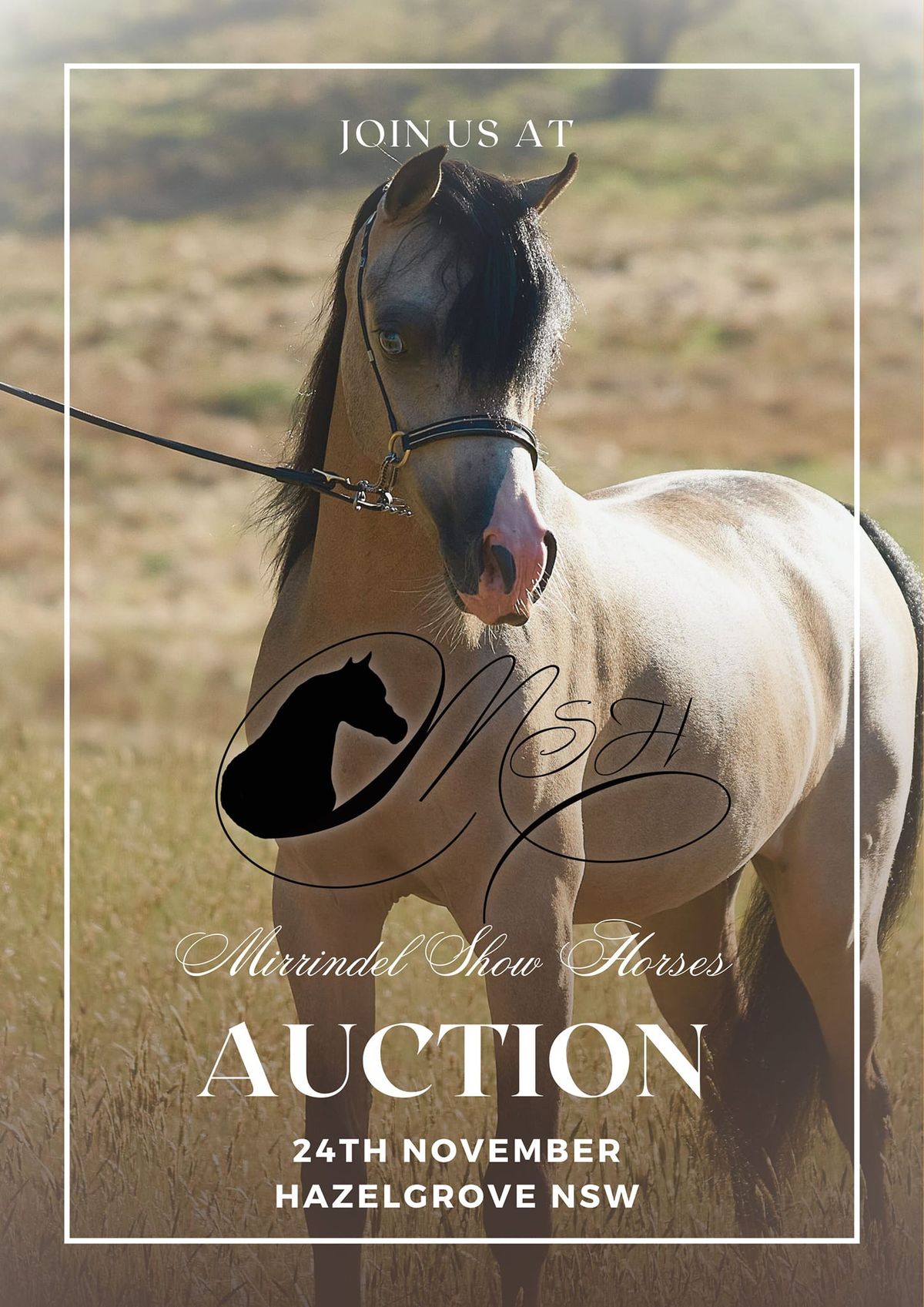 Mirrindel Show Horses Auction 