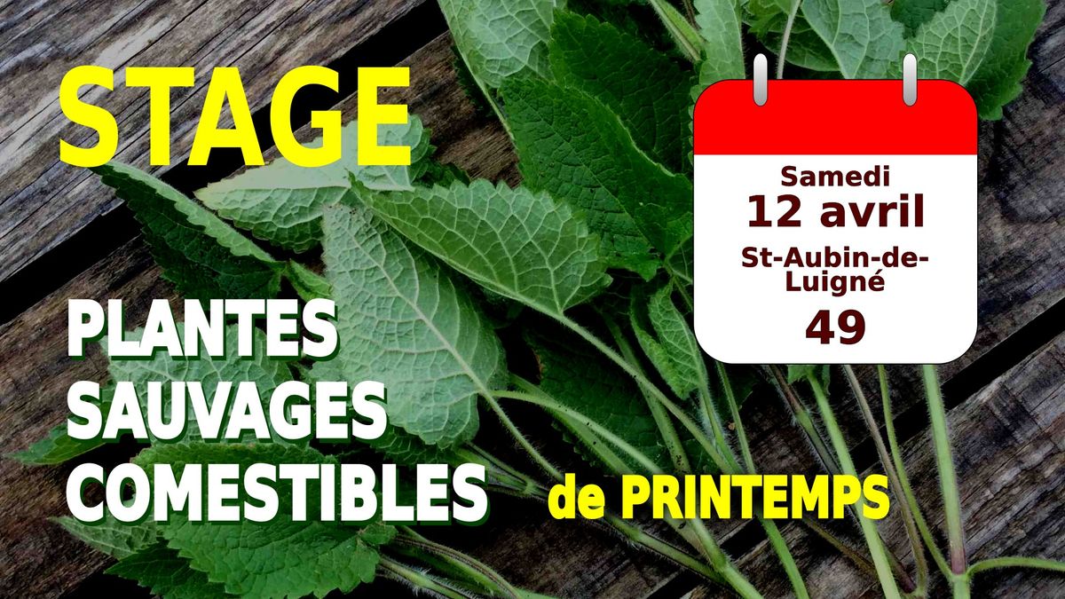 Stage plantes sauvages comestibles \/ RECONNAISSANCE - CUEILLETTE ET CUISINE - 49