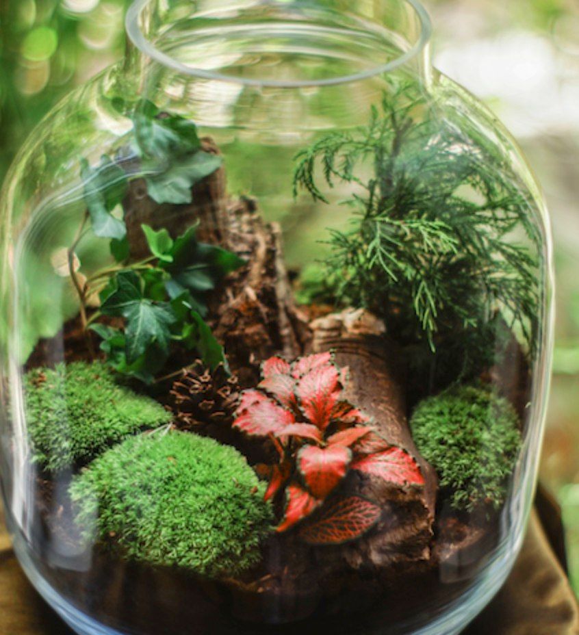 Spooky Terrariums