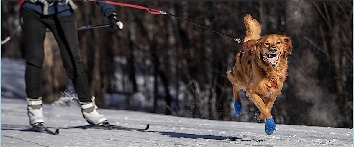 Skijoring basics with your dog