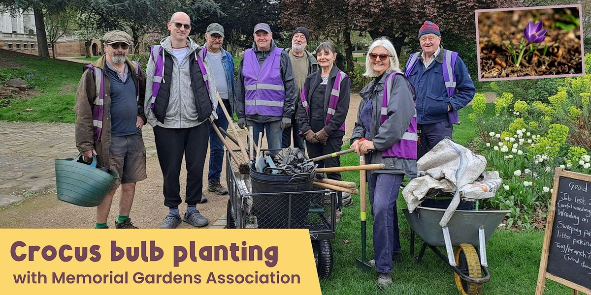 Crocus Bulb Planting