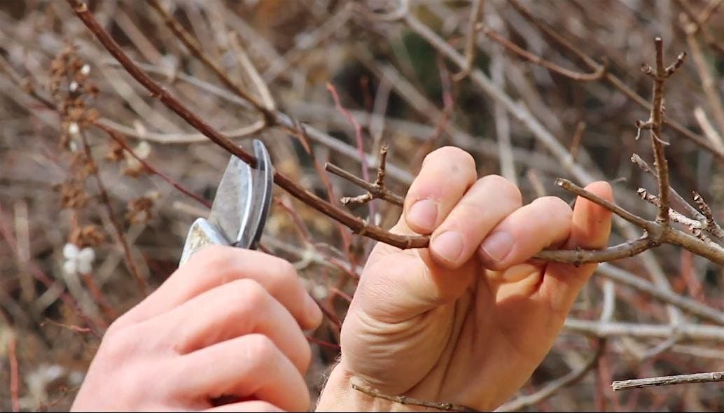 Pruning Trees & Woody Shrubs