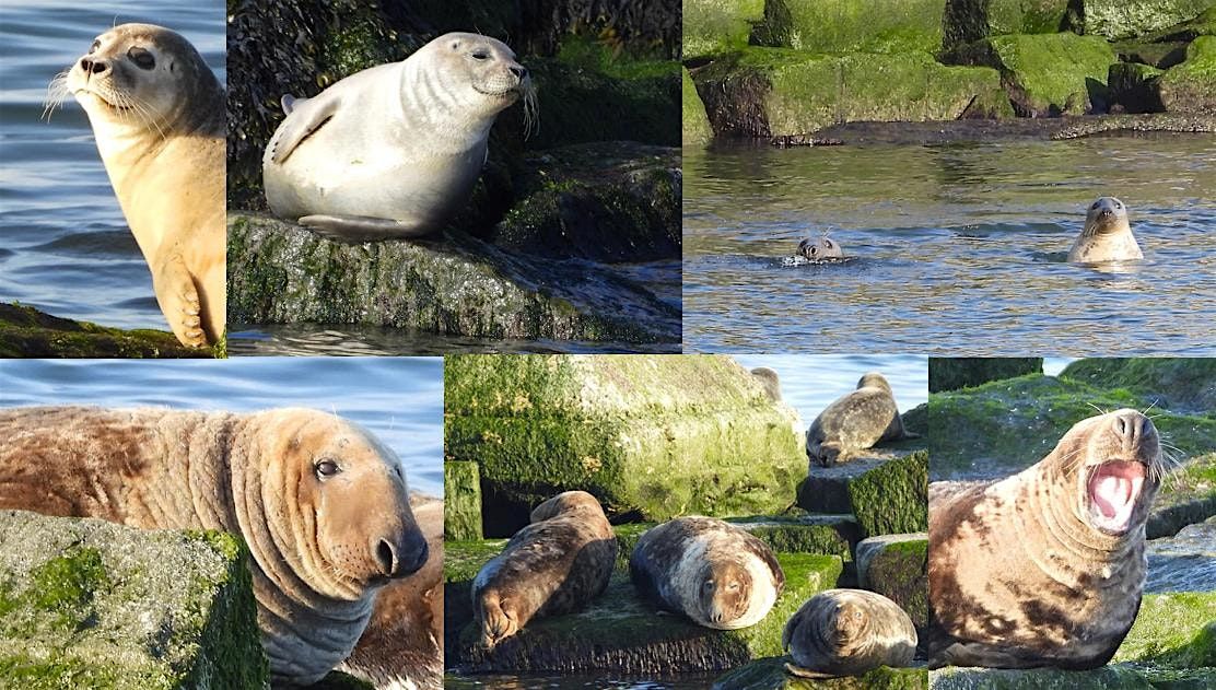 Scoters & Seals with Delmarva Birding