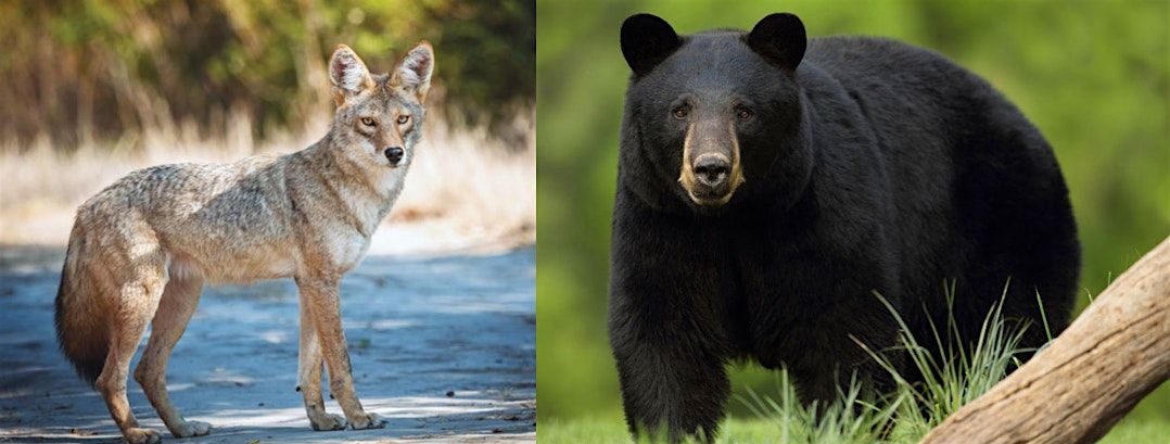 Coyotes & Bears, Oh My!: Leave No Trace for Wildlife Conflict Mitigation \u267f