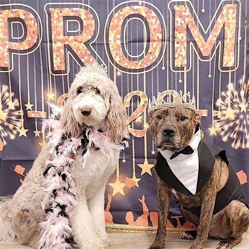 Puppy Prom 2025