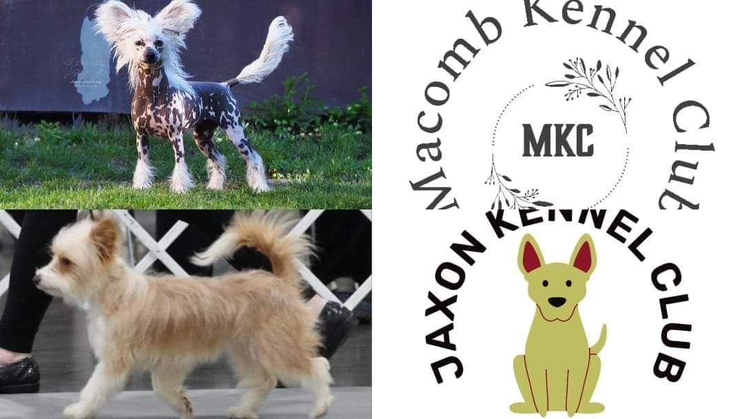 Spring Cluster - AKC Dog show Macomb and Jaxon Kennel clubs