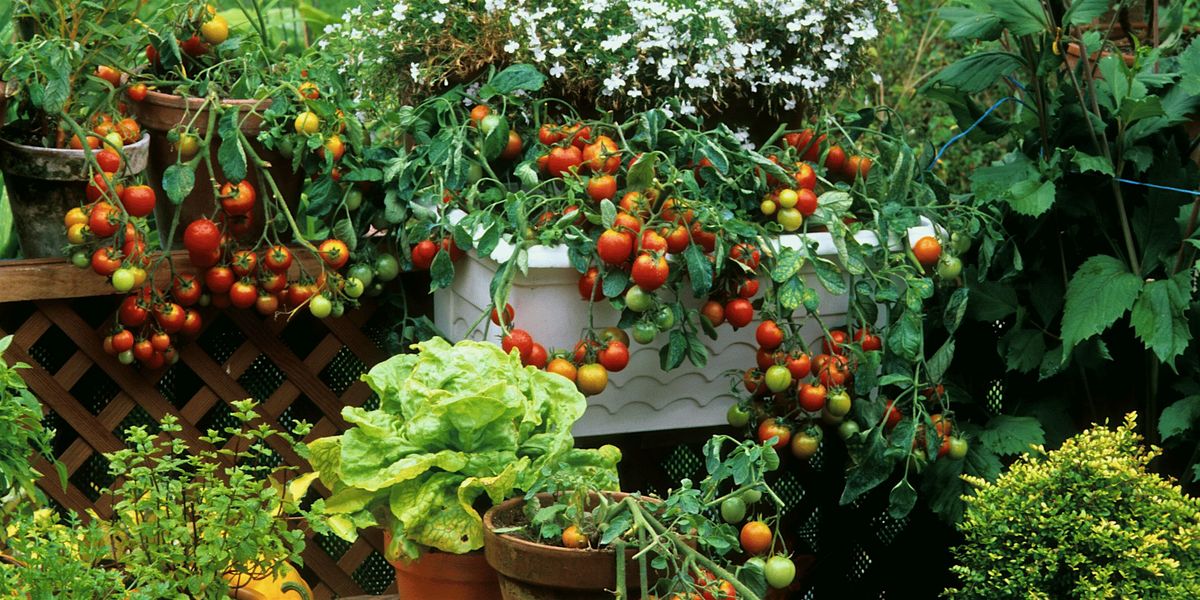 (TROPICANA) Creating a Successful Garden - Vegetables, Herbs, and Flowers