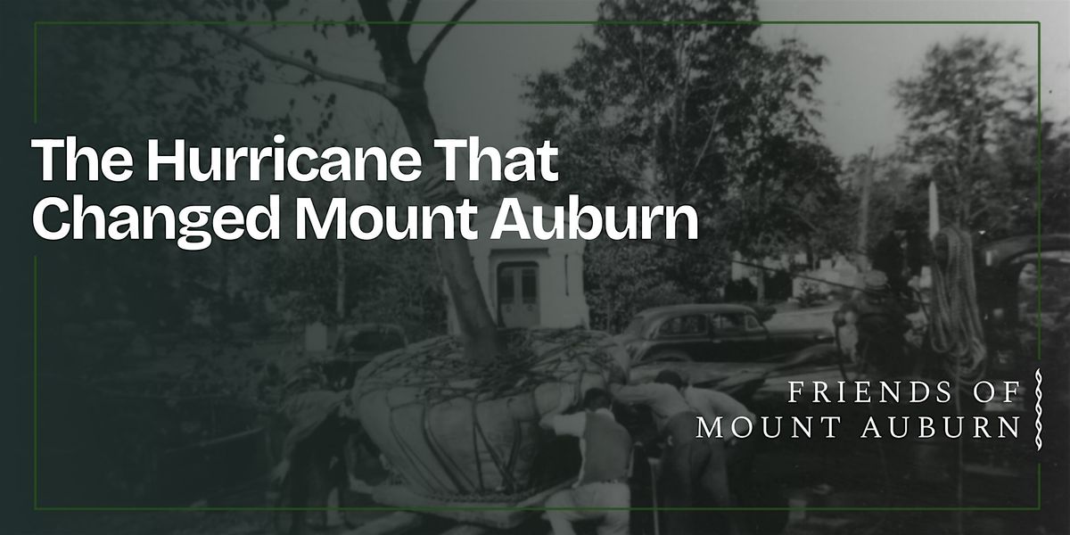 The Hurricane That Changed Mount Auburn