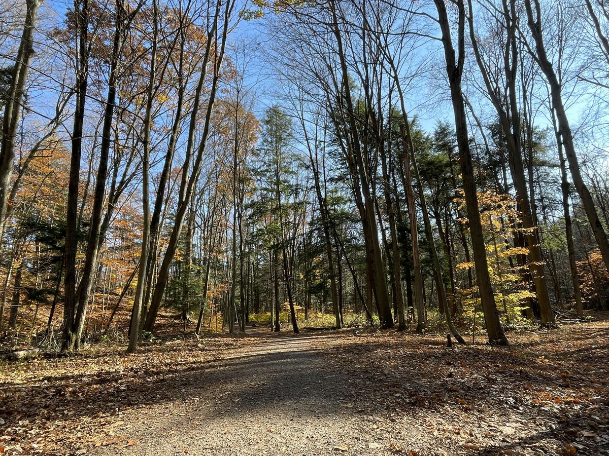 Mindfulness Walk