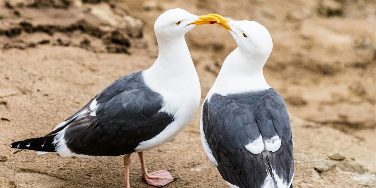 Gullentines Day - Beach Bird Walk